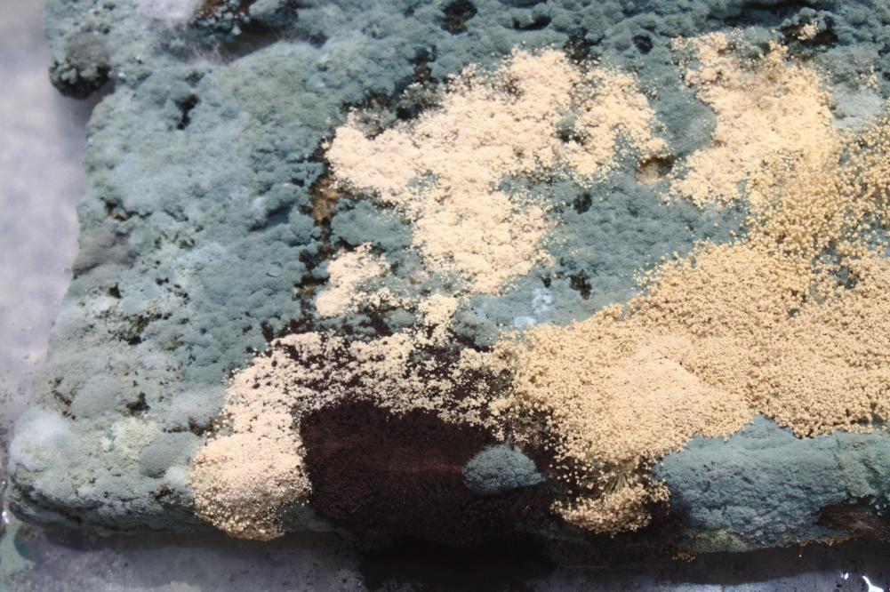 Mold and Mildew