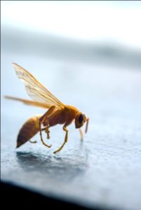 Critter Decontamination