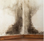 Mold