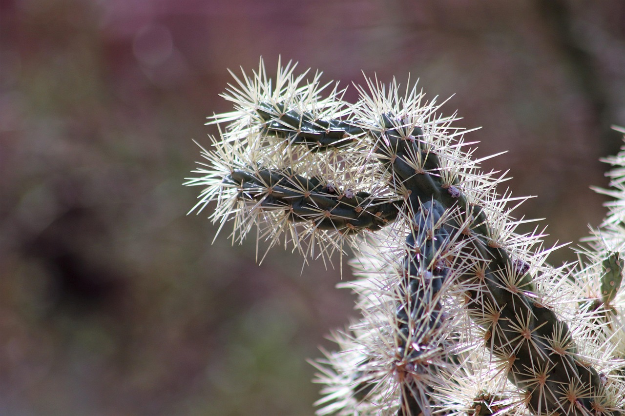 Scottsdale, AZ — How Dry Needling Treatment Relieves Chronic Tendonitis
