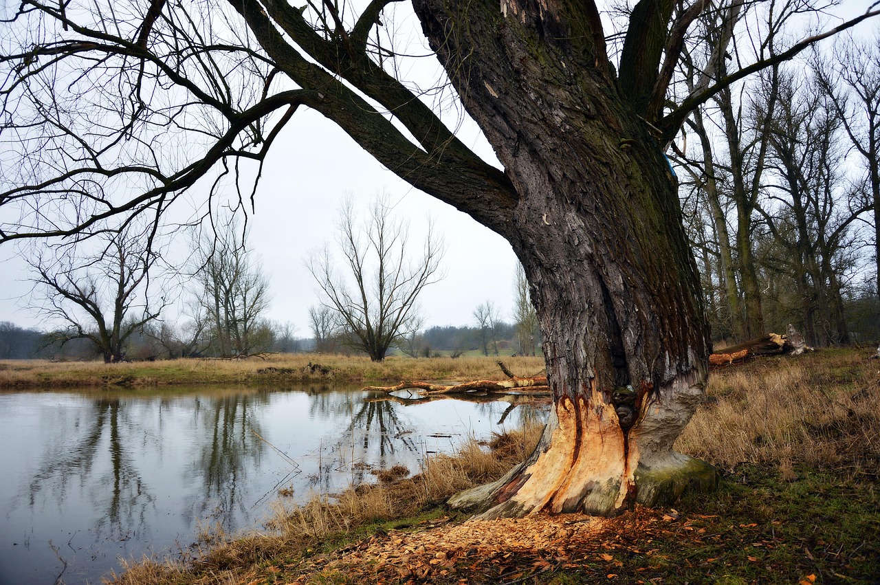 Water Damage Restoration and Reconstruction-Portland, Salem, Vancouver Oregon