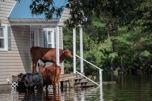 Water Flood