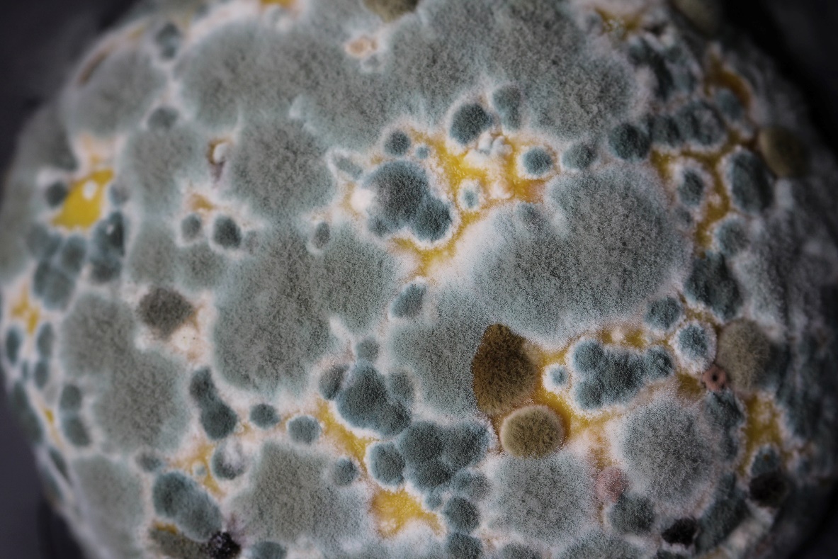 Mold 