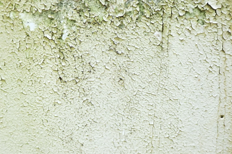 Spread of Mold
