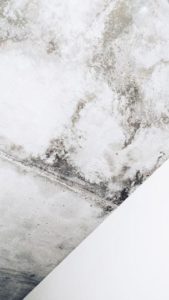 Mold