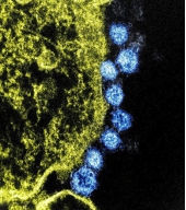 Corona virus