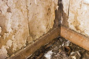 Removing Mold