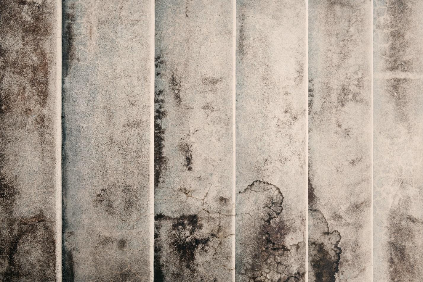 Mold Removal wall