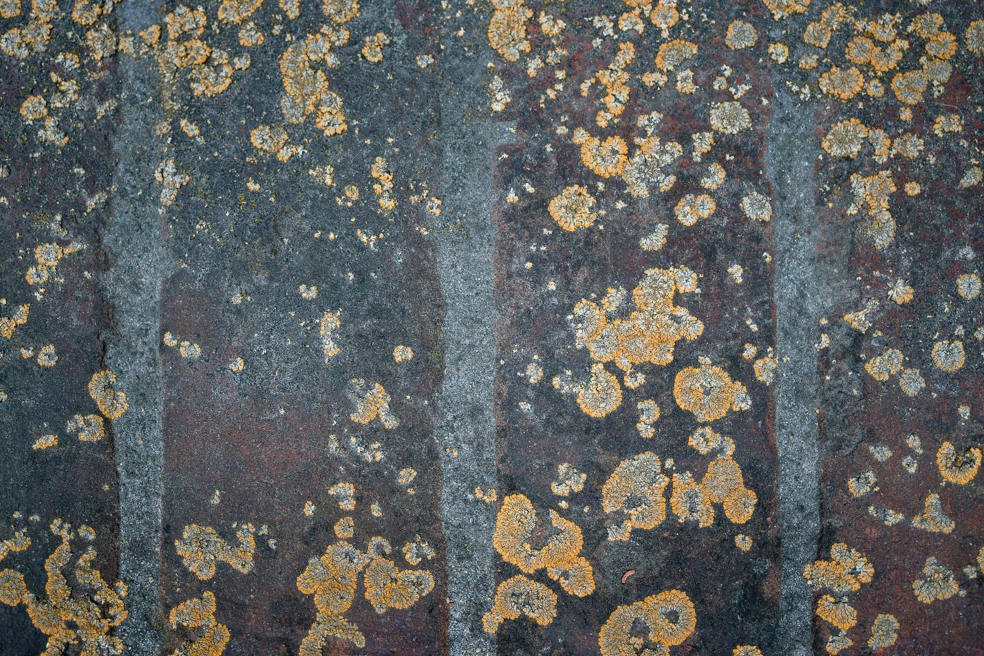 Mold Damage