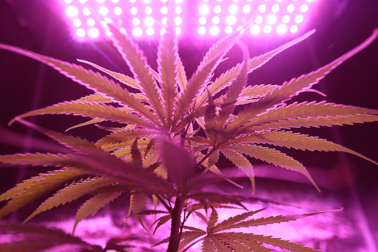 Delta 8 Joints | Delta 8 Joints VS. Delta 9 Joints: Which Is Right For You?