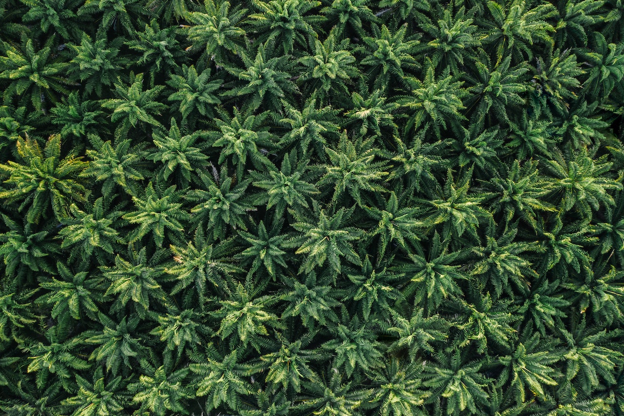 Delta 8 Joints | Delta 8 Joints For Anxiety: Can They Really Help You Relax?