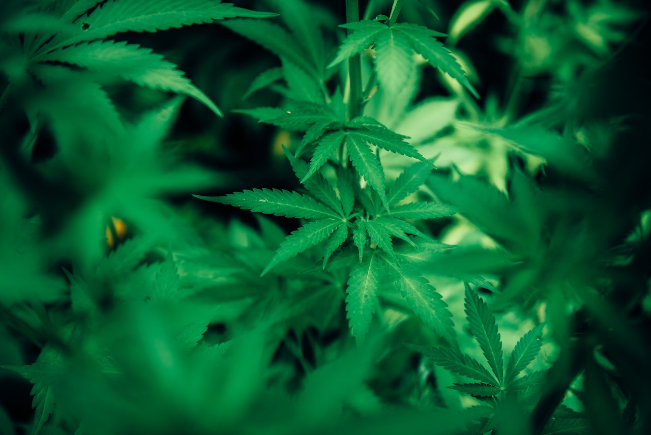 Experience The Unique Effects Of Delta 8 Joints: Here's What You Can Expect