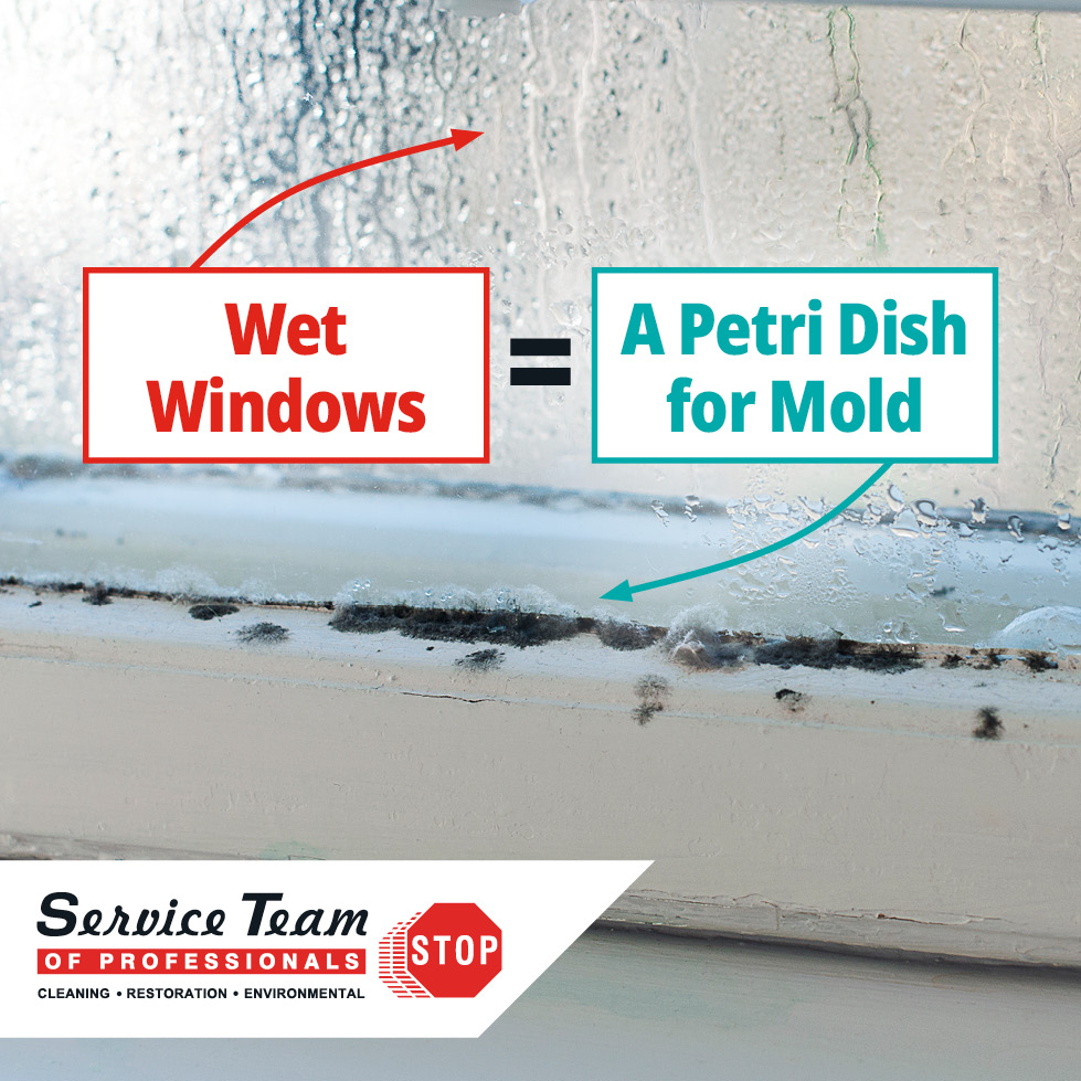 Moldy Sill
