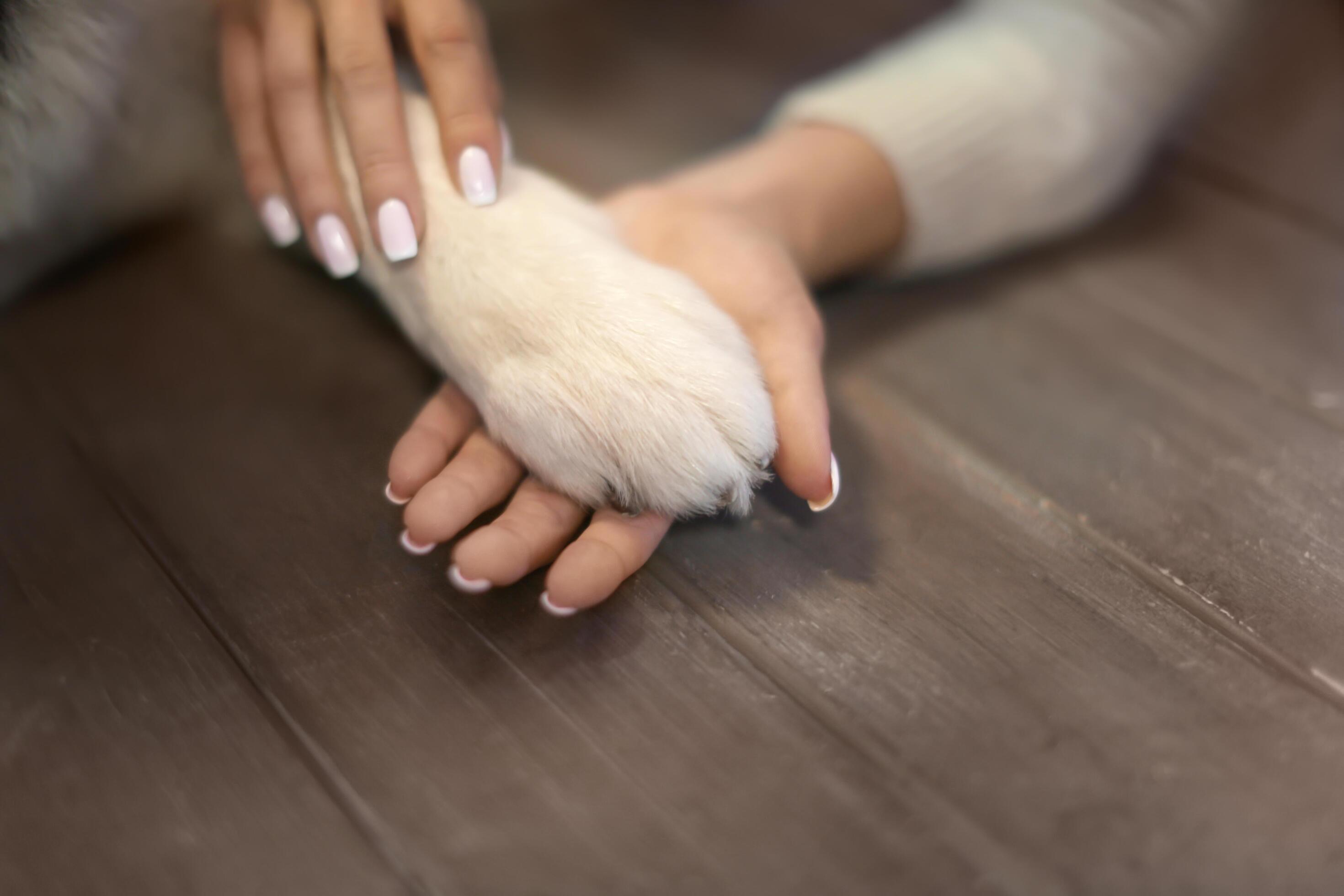 SPCA of Tampa Bay Adorns New Location with Custom Building Signs