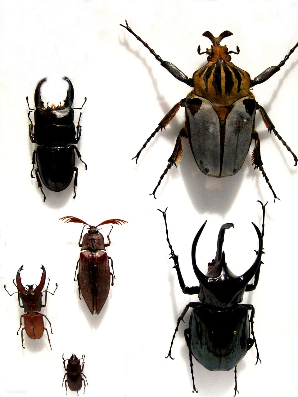 City, ST - Searching Top Rated Local Pest Control Specialists or Contractors
