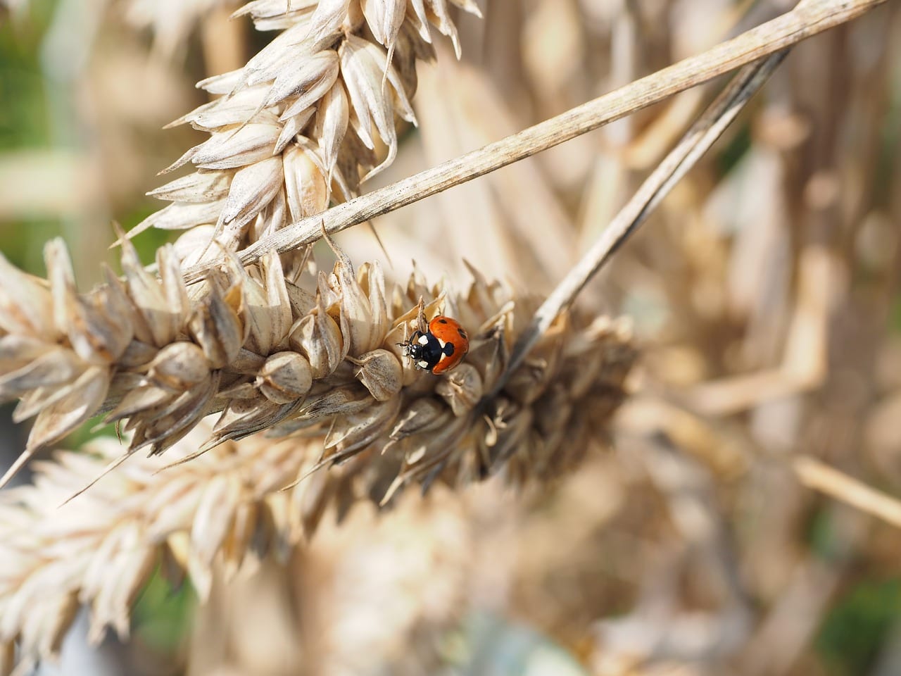 City, ST - Professional Pest Control Services for Local Real Estate Company