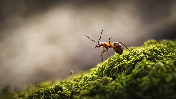 Vinemont, AL - Searching Top Rated Local Pest Control Specialists or Contractors