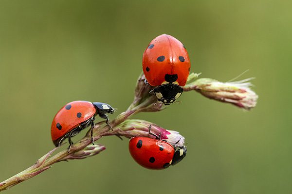 Vinemont, AL - Pest Control Expert Explains How Weather Condition Impacts Pests
