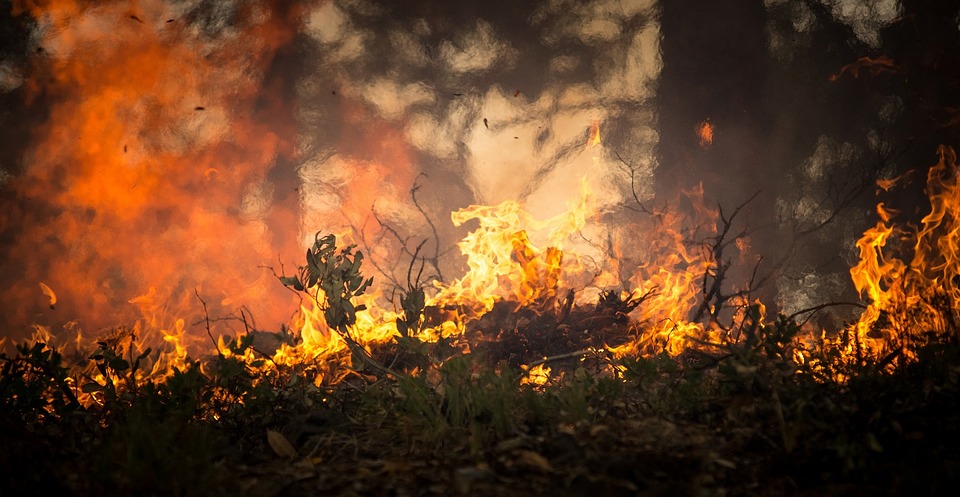 wildfires