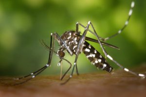 Malaria and Dengue